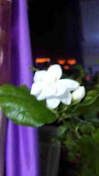 IMG_20161229_171105.jpg